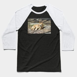 Dingo Baseball T-Shirt